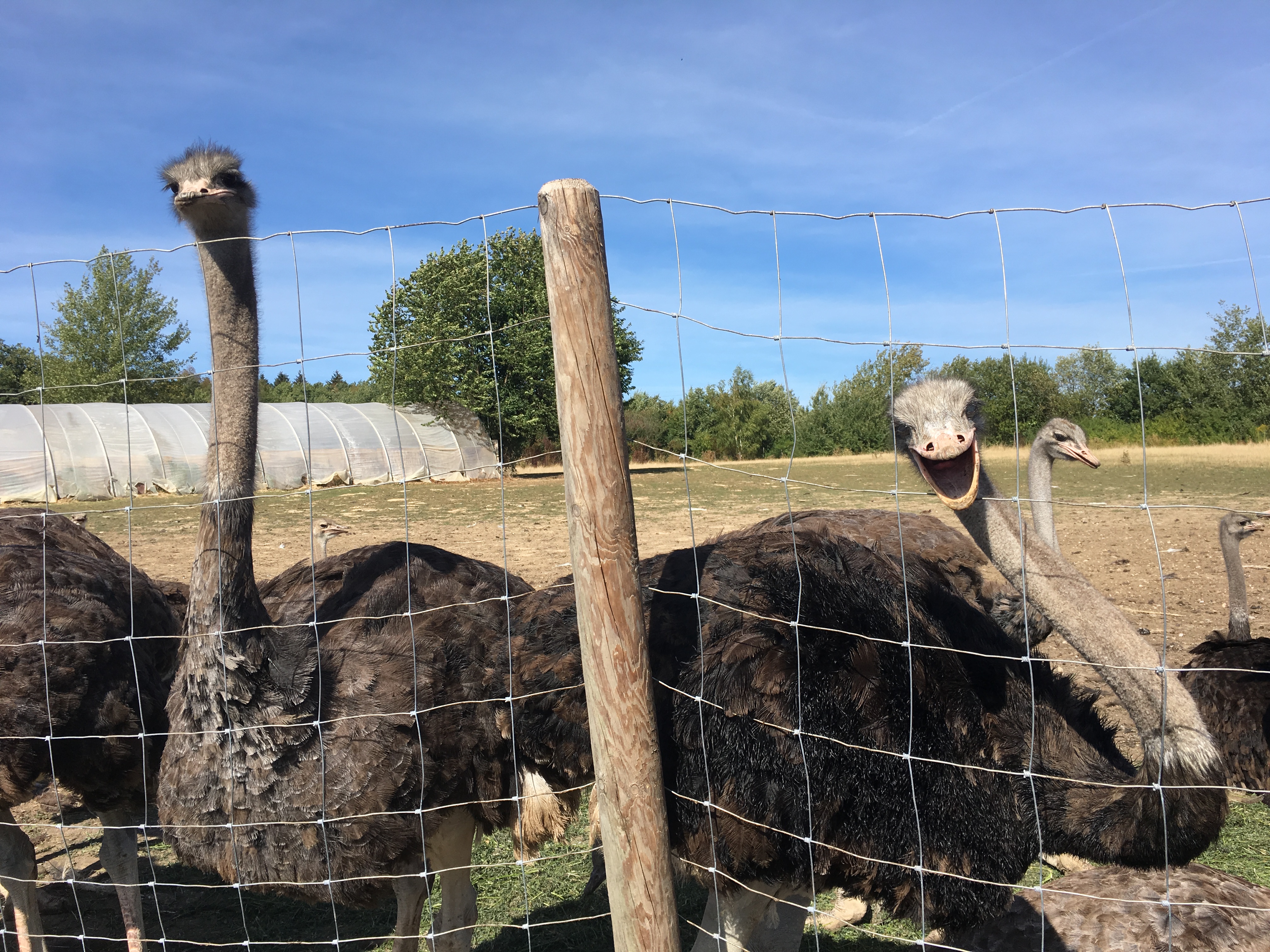 Die Bewohner der Strau&szlig;enfarm hatten auch Spa&szlig;